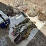 Quatro são presos por pesca predatória e multados em R$ 10,4 mil