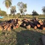 Arrendatário rural é flagrado explorando e armazenando madeira ilegalmente