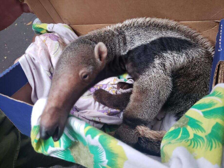 Morador dá mamadeira e resgata filhote de tamanduá-bandeira em rodovia de MS