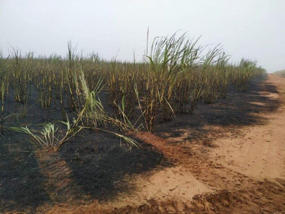 Usina de MS é multada em R$ 189 mil por incêndio em lavoura de cana e matas protegidas