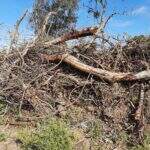 Após derrubar 32 árvores, fazendeiro é multado em mais de R$ 9 mil