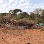 Produtor derruba 13 hectares de árvores para renovar pastagem e acaba multado