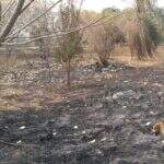 Com Pantanal em chamas, idoso é multado em R$ 20 mil por incêndio em Corumbá
