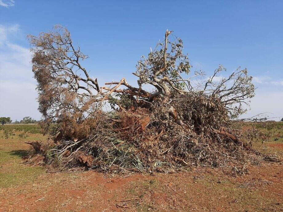Proprietário rural é multado por desmatamento ilegal de 64 hectares