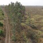 Fazendeiro é multado em R$ 390 mil por plantar eucalipto e criar gado em área protegida