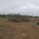 Arrendatário é multado em R$ 16 mil por desmatamento e exploração ilegal de madeira