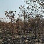 Empresa é multada em R$ 364 mil por incêndio em lavoura de cana e vegetação nativa