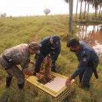 Polícia Ambiental resgata jacaré de 1,5 metro preso em anzol colocado em lagoa