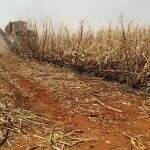 Empresa é multada em 155 mil por incêndio ilegal em lavoura de cana-de-açúcar