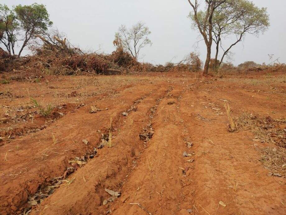 Fazendeiro é multado em R$ 22 mil por desmatamento para formação de pastagem