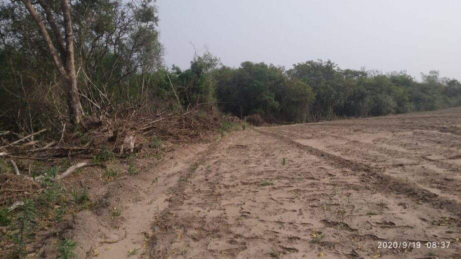Fazendeiro é multado pelo segundo dia seguido por desmatamento ilegal em MS