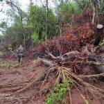 Polícia flagra desmatamento ilegal de Mata Atlântica para plantio de lavoura em MS