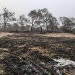 Fevereiro fecha com 680 focos de calor registrados e maior parte no Pantanal de MS