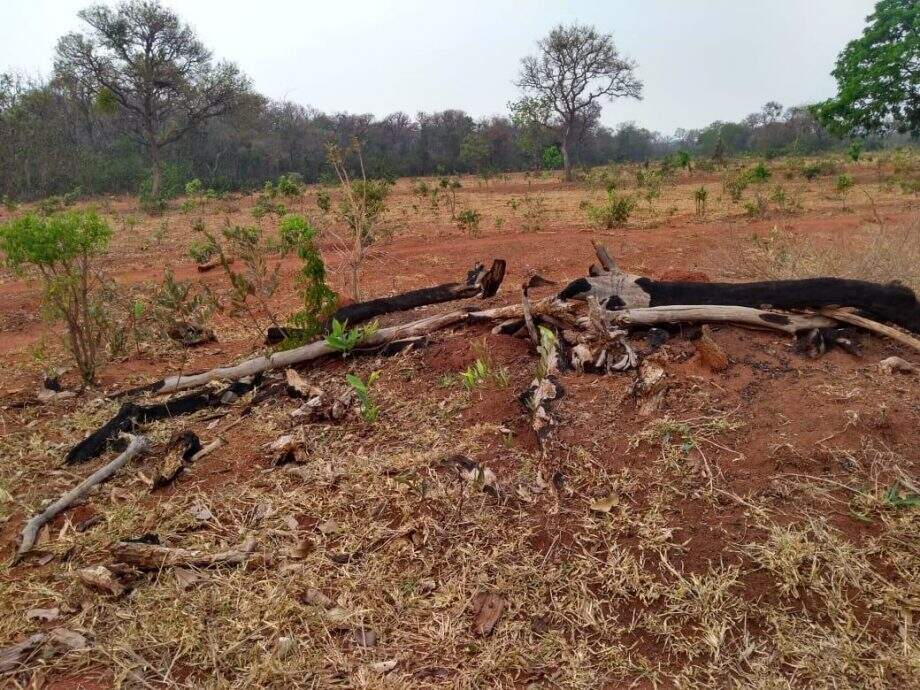 Fazendeiro é multado em R$ 27 mil por desmatamento ilegal para pastagem