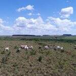 Assentado leva multa de R$ 50 mil por criar gado em área de reserva legal