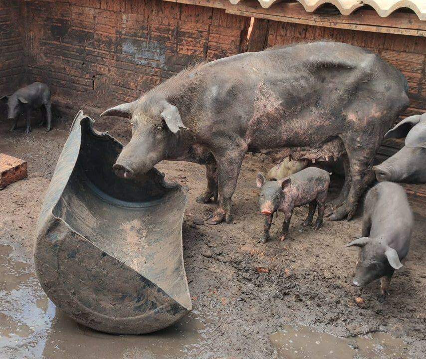 Proprietário de chácara com porcos desnutridos responderá por crime ambiental e é multado