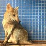 VÍDEO: PMA captura lobinho em oficina de Nova Alvorada do Sul