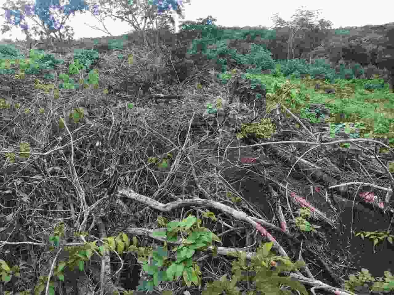 Proprietário rural é multado em R$ 6,6 mil por desmatamento ilegal
