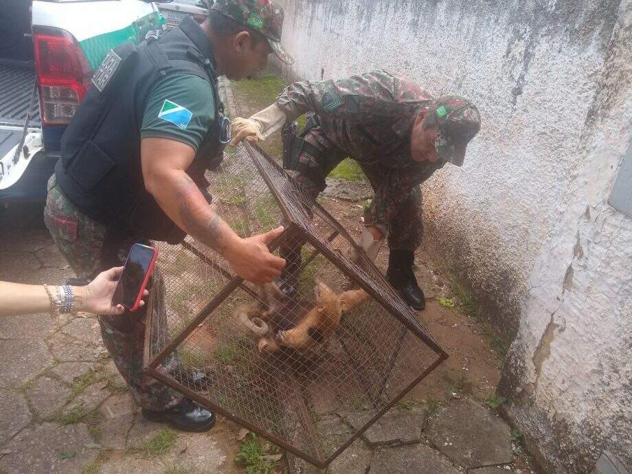 Tamanduá-mirim ferido é resgatado em região central de cidade de MS