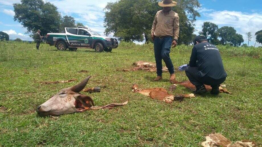 Ladrões matam duas vacas e deixam só cabeça e vísceras para trás