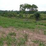 Fazendeiro de Caracol é multado em R$ 10 mil por desmatamento em área protegida