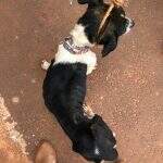 Maus-tratos: polícia resgata cães desnutridos com infestação de carrapatos