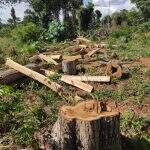 PMA autua fazendeiro de Tacuru em R$ 465 mil por desmatamento e exploração ilegal de madeira