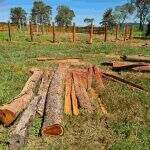 Pecuarista é multado em R$ 10,7 mil por exploração ilegal de madeira