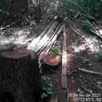 Polícia ambiental autua dois por derrubada de árvores para exploração de madeira