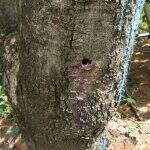 Mulher é multada por envenenar árvore da espécie Oiti em frente de casa