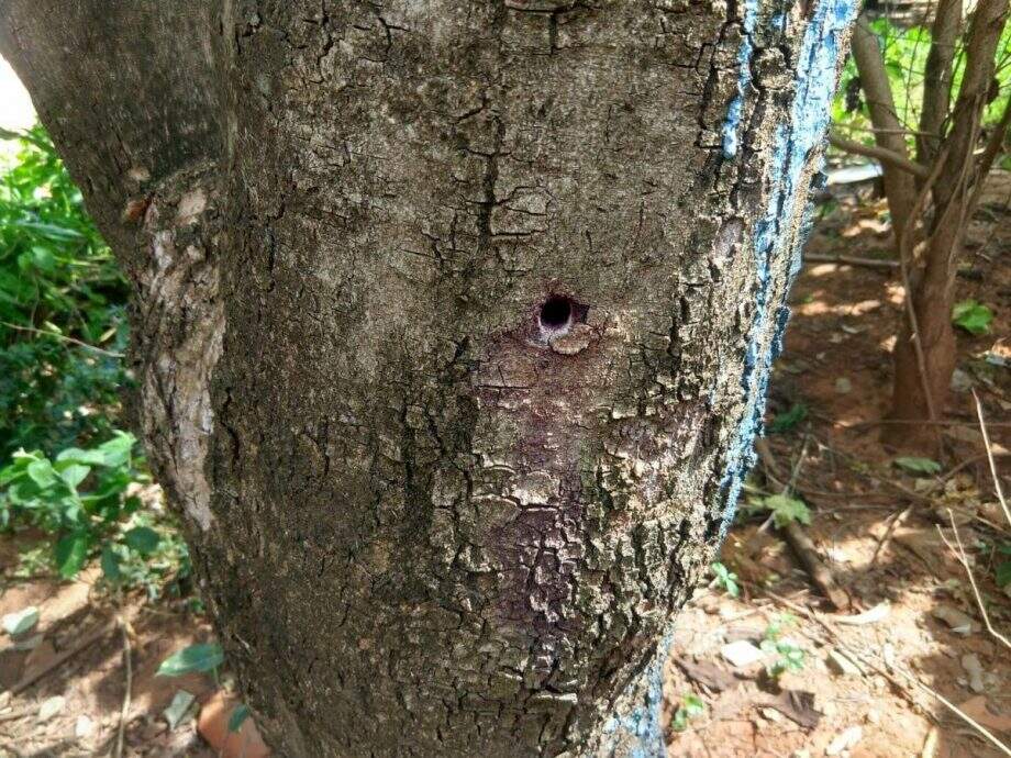 Mulher é multada por envenenar árvore da espécie Oiti em frente de casa