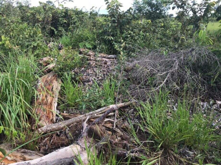 Fazendeiro de Camapuã é autuado em R$ 10 mil por desmatamento em área protegida