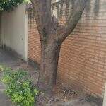 Morador é multado em R$ 400 por poda radical de árvore em calçada