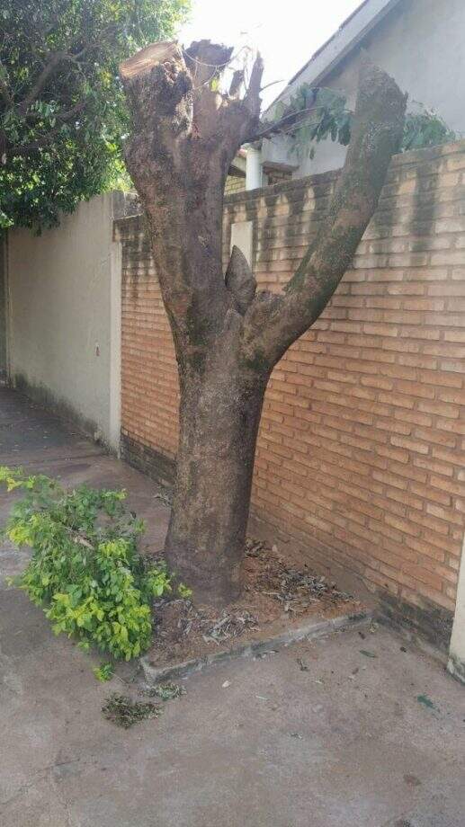 Morador é multado em R$ 400 por poda radical de árvore em calçada