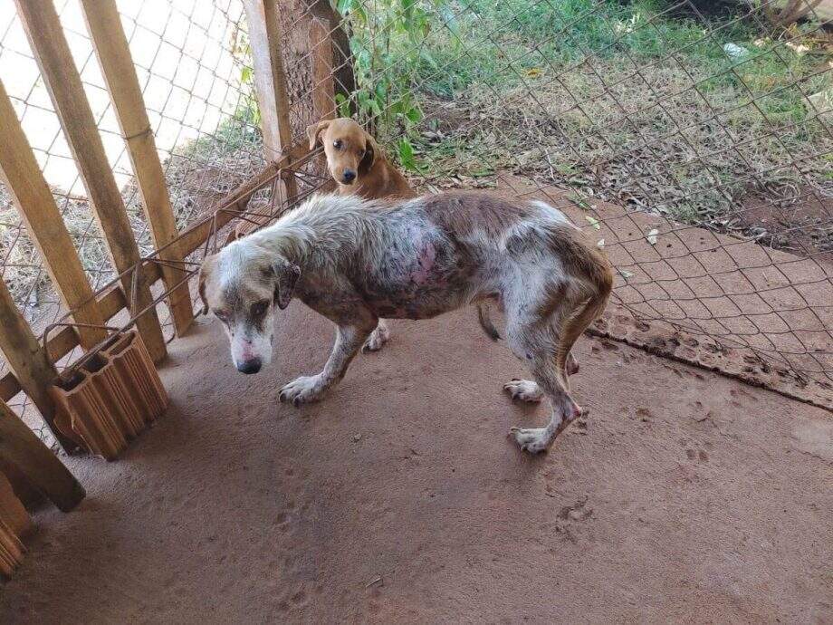 Com cachorro desnutrido e doente, PMA prende homem em flagrante por maus-tratos em Três Lagoas
