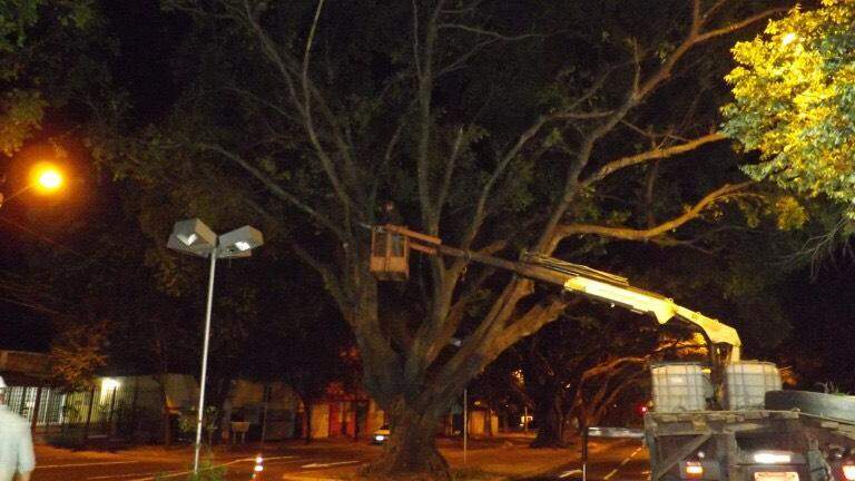 Prefeitura realiza manutenção em árvores das avenidas Mato Grosso e Afonso Pena