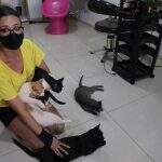 Cansada de ver animais na rua, Graziela alugou casa e abriga 54 gatos e 16 cachorros em Campo Grande