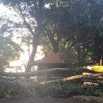 Árvore cai em frente escola particular e interdita rua em Dourados