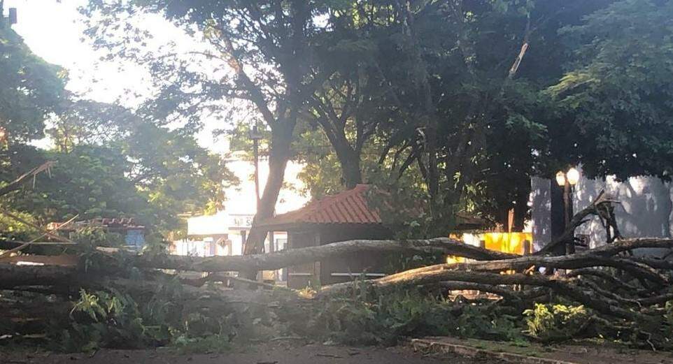 Árvore cai em frente escola particular e interdita rua em Dourados