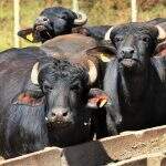 Fazendeiro terá que pagar R$ 18 mil por morte de búfalos do vizinho
