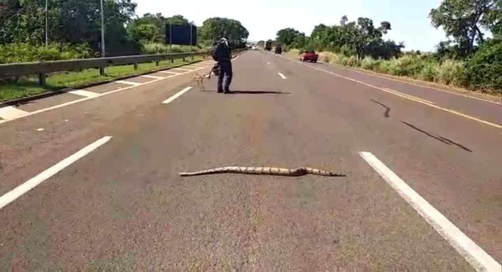 Guardas estavam voltando do serviço e presenciaram jiboia tentando atravessar a BR | Foto: Reprodução