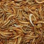 Larva se torna o primeiro inseto aprovado como comida na União Europeia