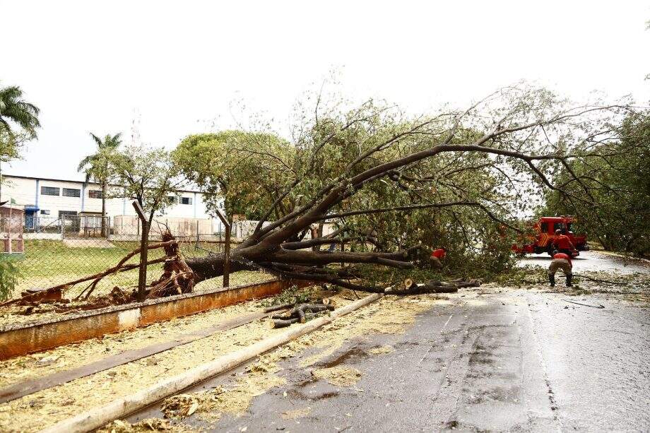 Ventania derruba 30 árvores e danifica casas e postes de energia em Campo Grande