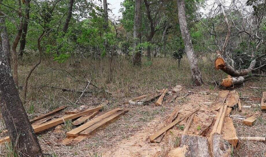 Fazendeiro é multado por derrubada de árvores em propriedade rural em MS