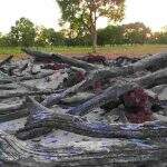 Proprietário rural é multado em R$ 1 mil por derrubar árvores e incendiar madeira