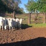 Polícia investiga furto de mais de 1 mil cabeças de gado em fazenda de MS