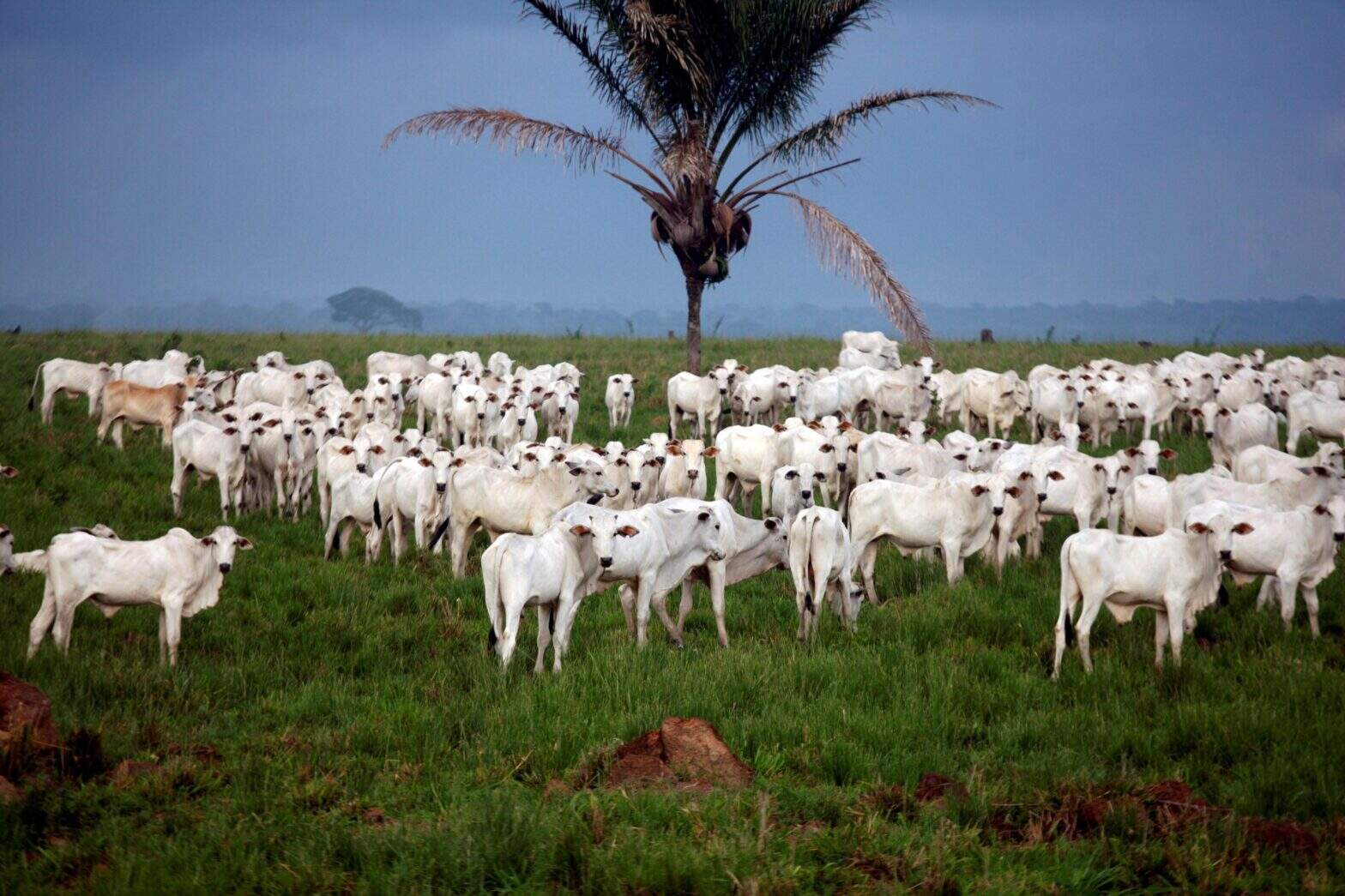 (Foto: RODOLFO OLIVEIRA / ARQUIVO AG)