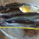 Polícia apreende 30 kg de pescado incluindo dourado que está com pesca proibida