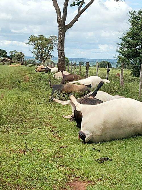 Raio mata 21 cabeças de gado e prejuízo é de R$ 60 mil para fazendeiro