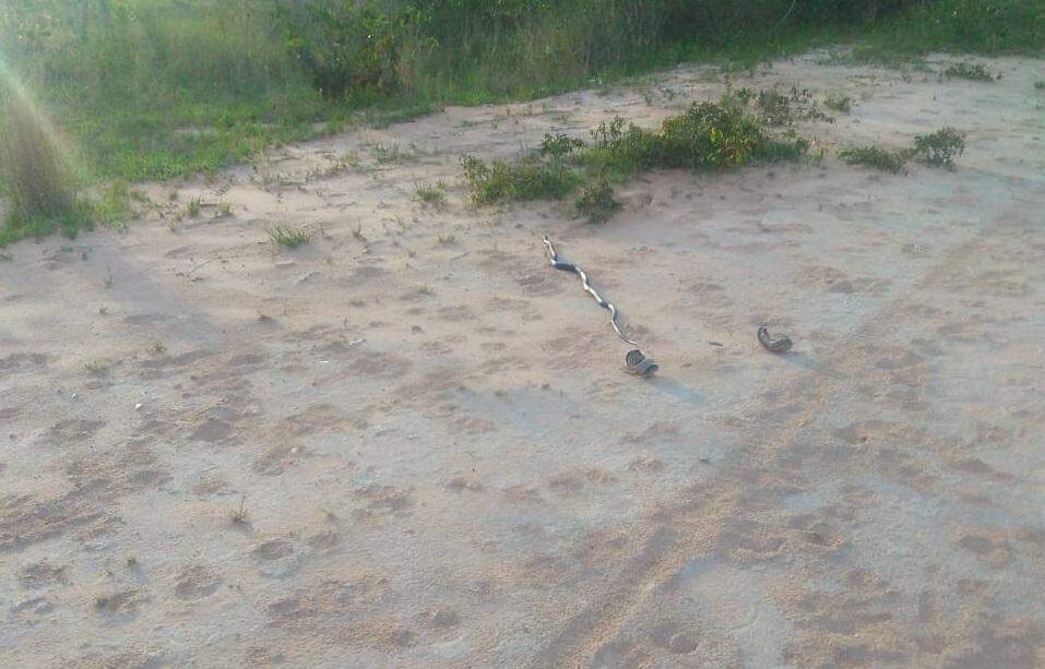 ‘Invasão de cobras’: Em 8 dias, quatro serpentes foram encontradas em cidade de MS